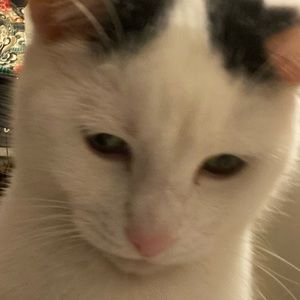 Meet your Posher, Ilene